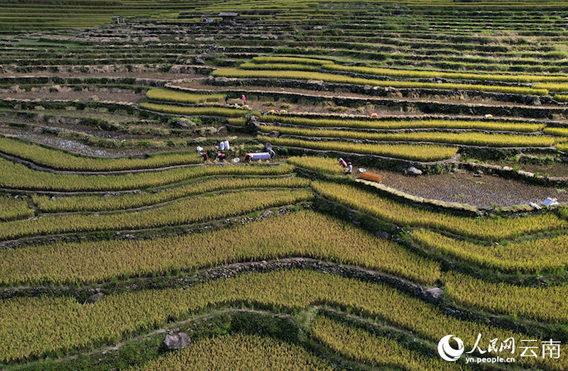 Yunnan : aussi beau qu'un tableau ! Le parfum du riz, témoin de la récolte de centaines d'hectares de terrasses à Luchun