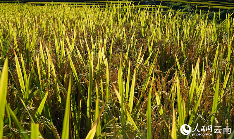 Yunnan : aussi beau qu'un tableau ! Le parfum du riz, témoin de la récolte de centaines d'hectares de terrasses à Luchun