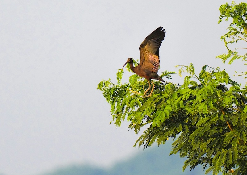 Longtemps considéré comme éteint en Chine, un ibis falcinelle repéré pour la première fois dans le sud-ouest de la Chine, à Chongqing