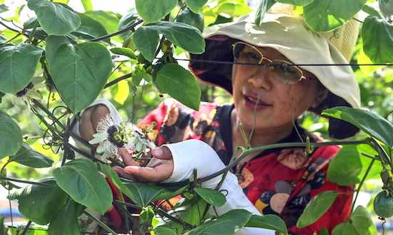 Une employée contrôle les fleurs de fruits de la passion dans une plantation à Qinzhou. [Photo/Xinhua]