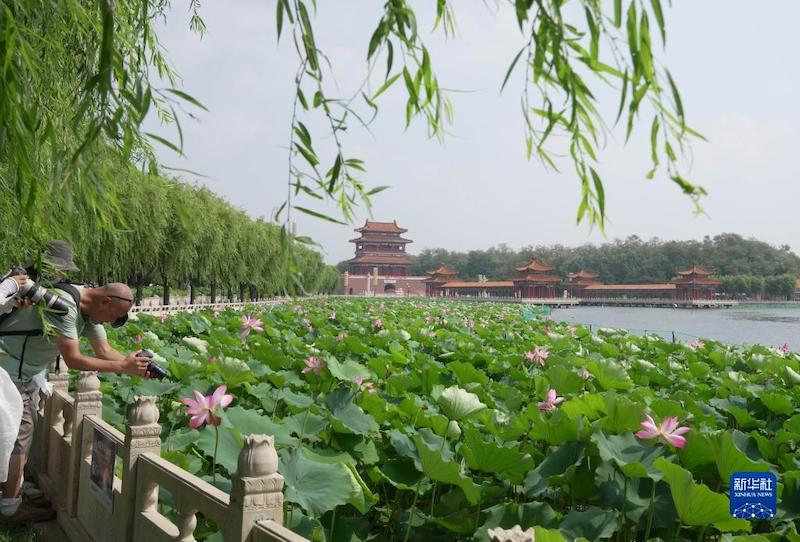 Hebei : les fleurs de lotus attirent les touristes