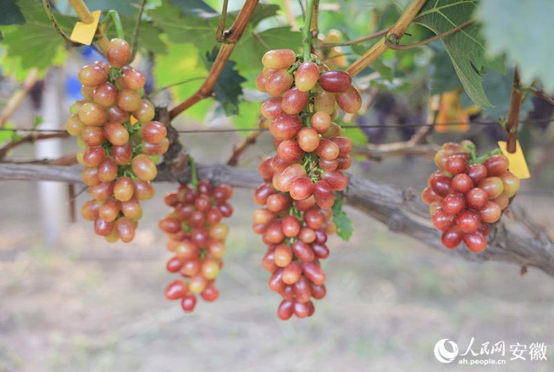 Anhui : le « village du raisin » à Huaibei entre dans la saison des vendanges