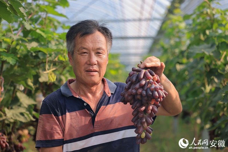 Anhui : le « village du raisin » à Huaibei entre dans la saison des vendanges