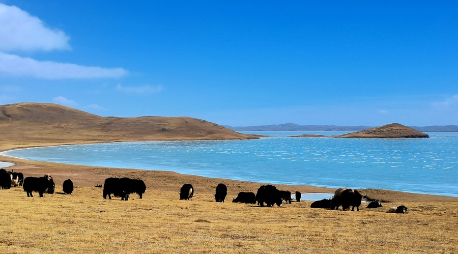Photo prise le 12 mars 2022 d'une vue du lac Gyaring dans la région de source du fleuve Jaune du Parc national de Sanjiangyuan dans la province du Qinghai (nord-ouest). (Photo : Lyu Xueli)