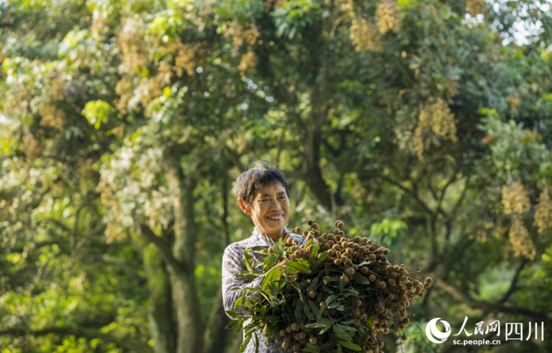 Sichuan : une riche récolte de longanes s'annonce pour les fruiticulteurs de Luzhou