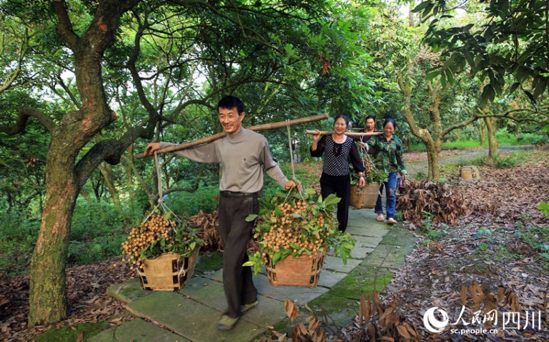 Sichuan : une riche récolte de longanes s'annonce pour les fruiticulteurs de Luzhou