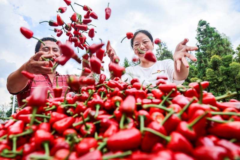 Guizhou : l'industrie prospère du piment rouge