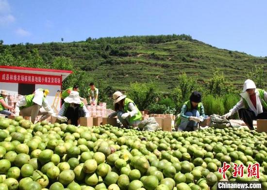 Des agriculteurs sélectionnent des noix dans le comté de Cheng. (Photo/Tian Xingwen)