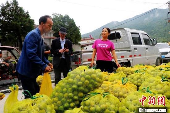 Des agriculteurs transfèrent des noix dans le comté de Cheng. (Photo/Tian Xingwen)