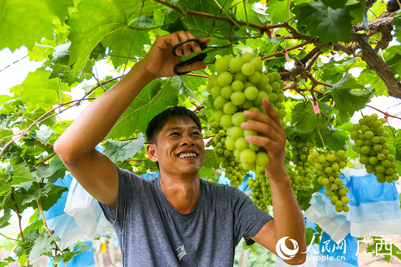 Le raisin shine muscat contribue à l'amélioration de la vie des villageois du Guangxi