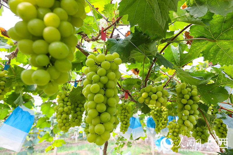 Le raisin shine muscat contribue à l'amélioration de la vie des villageois du Guangxi