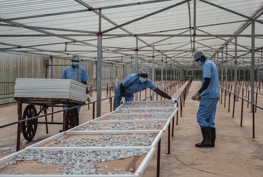 Des ouvriers sèchent des anchois à Kwale, au Kenya, le 22 juin 2023. (Photo : Wang Guansen)