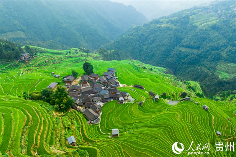 Photo de rizières en terrasse à Jiabang dans le comté de Congjiang. (Tu Min / Le Quotidien du Peuple en ligne)