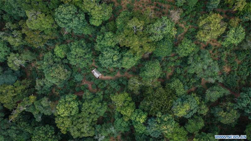 Les forêts anciennes de théiers à Pu'er en Chine classées au patrimoine mondial