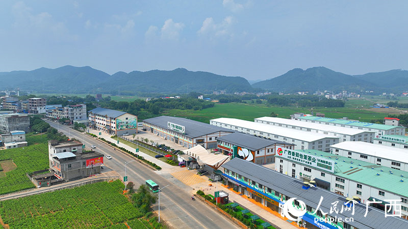 L'industrie du jasmin encourage la revitalisation rurale au Guangxi