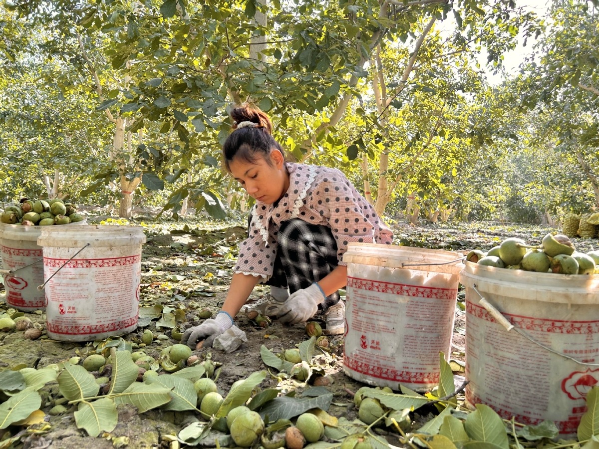 Le comté de Wensu à Aksu dans la région autonome ouïgoure du Xinjiang se prépare à la récolte des noix. Les noix de Wensu sont réputées pour leur qualité supérieure. Elles sont également exportées à l'étranger, notamment en Iran et en Turquie. (Photo / China Daily)