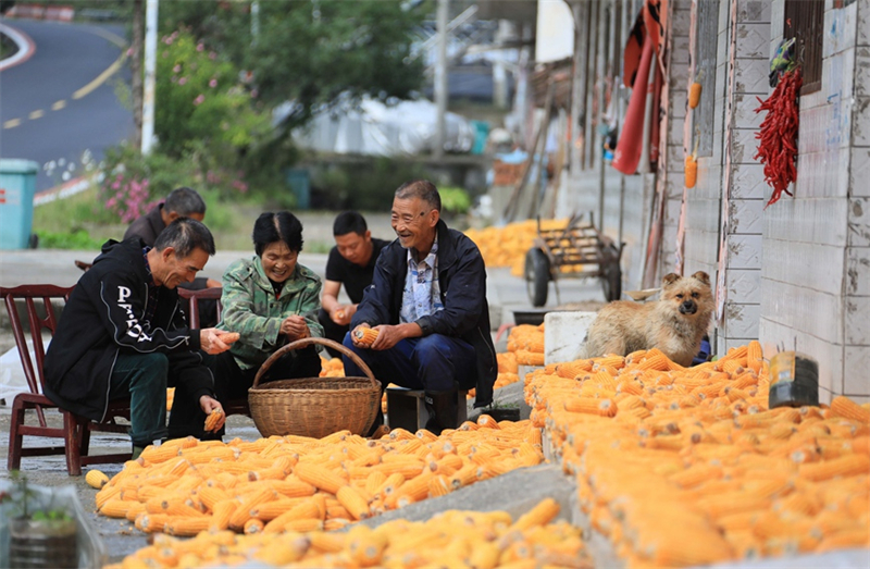 Henan : scènes de récolte dans un village de campagne du comté de Lushi en automne