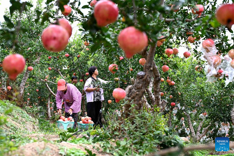 La 6e Fête des récoltes des agriculteurs chinois célébrée dans toute la Chine