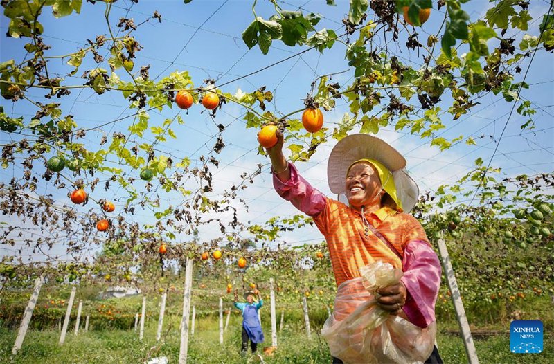 La 6e Fête des récoltes des agriculteurs chinois célébrée dans toute la Chine