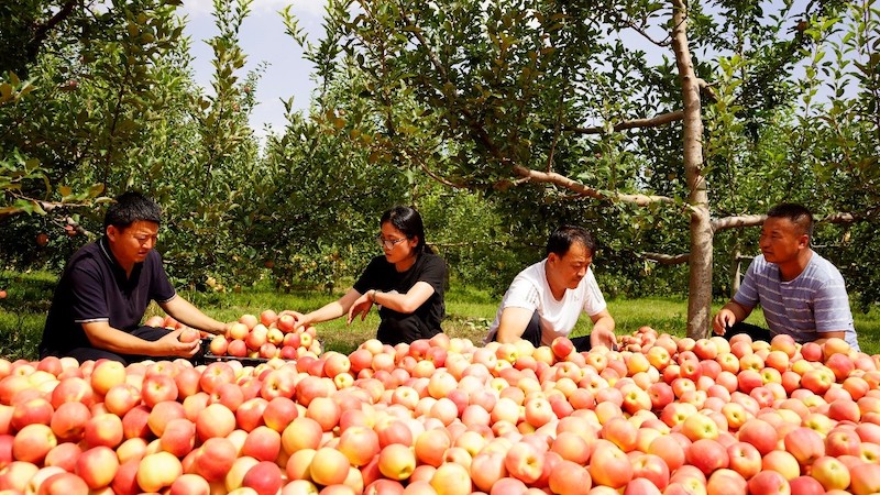 Shaanxi : les agriculteurs occupés à la récolte des pommes à Yulin