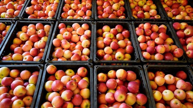Shaanxi : les agriculteurs occupés à la récolte des pommes à Yulin