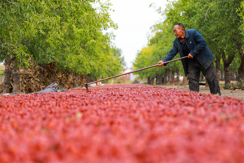 La Rosée Froide est une période très active pour les cultures destinées au séchage