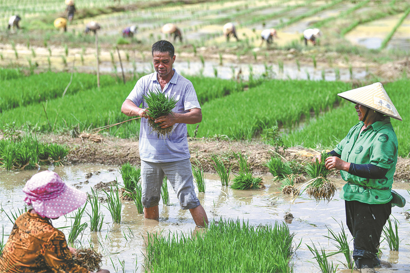 Un agriculteur guide sa communauté vers la culture du riz hybride