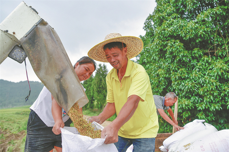 Un agriculteur guide sa communauté vers la culture du riz hybride