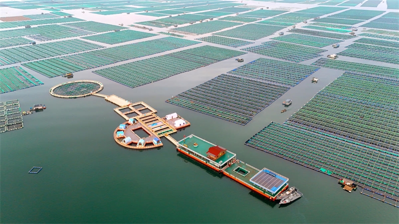 Shandong : les pâturages maritimes sont en pleine activité à Rongcheng
