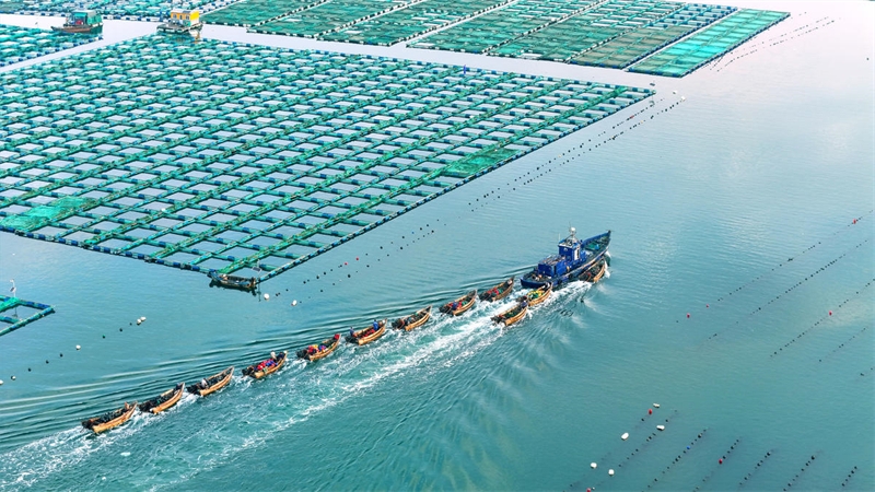 Shandong : les pâturages maritimes sont en pleine activité à Rongcheng