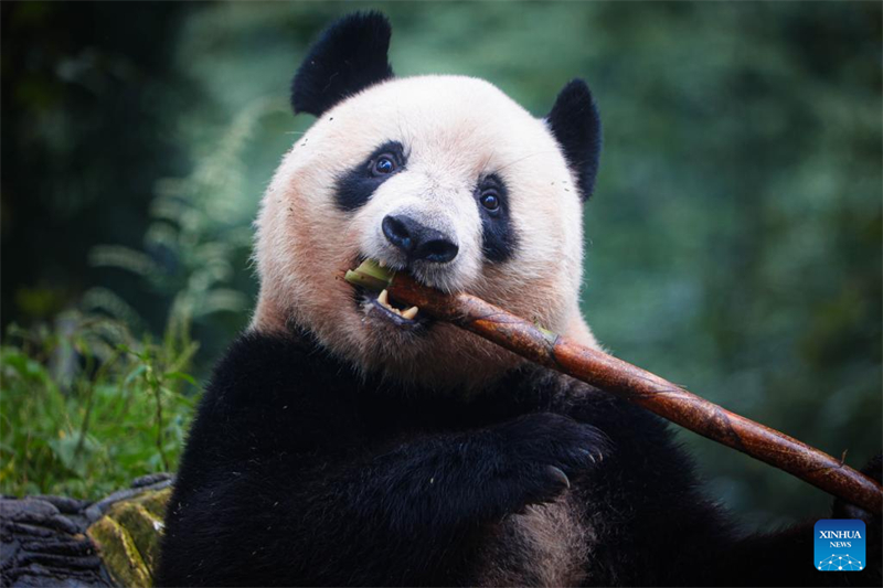 Sichuan : le panda géant Xiang Xiang présenté au public à Ya'an