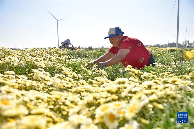 Hebei : la saison de récolte des chrysanthèmes a commencé