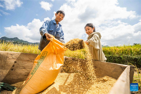 Des villageois collectent du riz dans le comté de Dafang, à Bijie, dans la province du Guizhou (sud-ouest de la Chine), le 14 septembre 2023. (Photo / Xinhua)