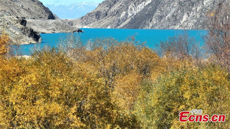 Xinjiang : les magnifiques paysages d'automne du lac Yuhu