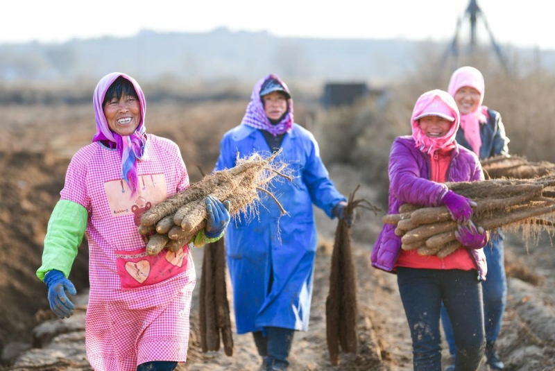 Mongolie intérieure : la récolte des champs dans les sables