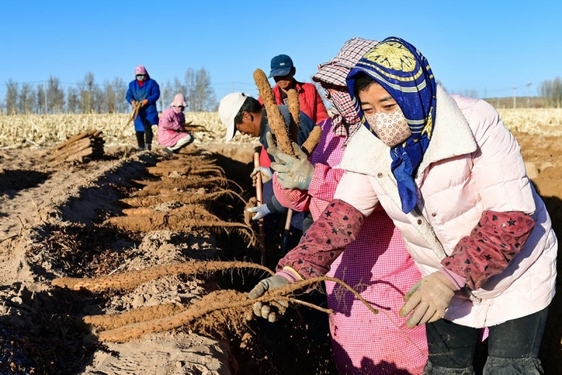 Mongolie intérieure : la récolte des champs dans les sables