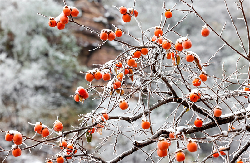 Henan : les kakis rouges ajoutent une touche de couleur à l'hiver dans les monts Taihang