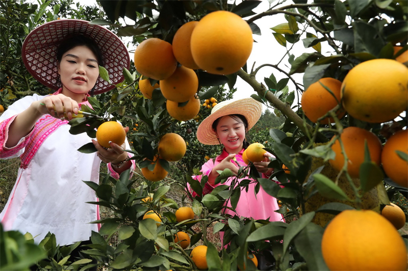 Guizhou : une fructueuse récolte d'oranges navel à Qiandongnan
