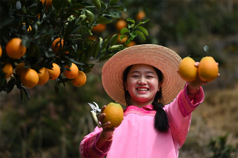 Guizhou : une fructueuse récolte d'oranges navel à Qiandongnan