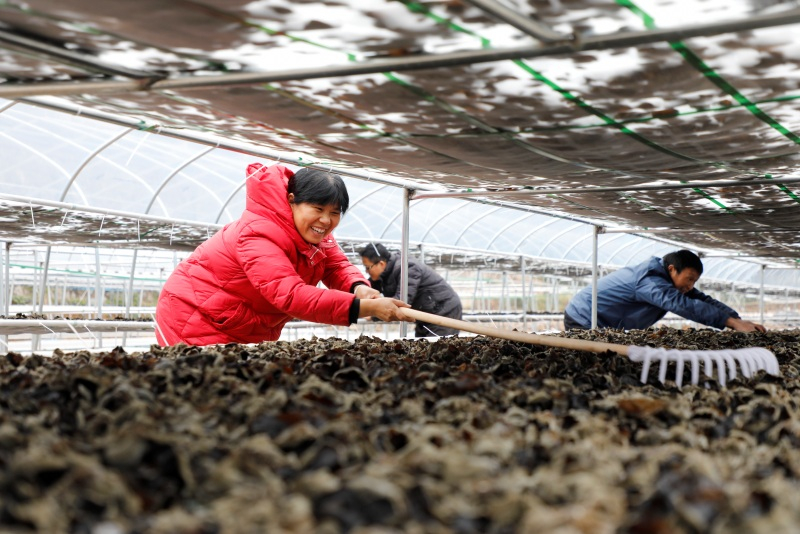 Hunan : la récolte abondante de champignons noirs