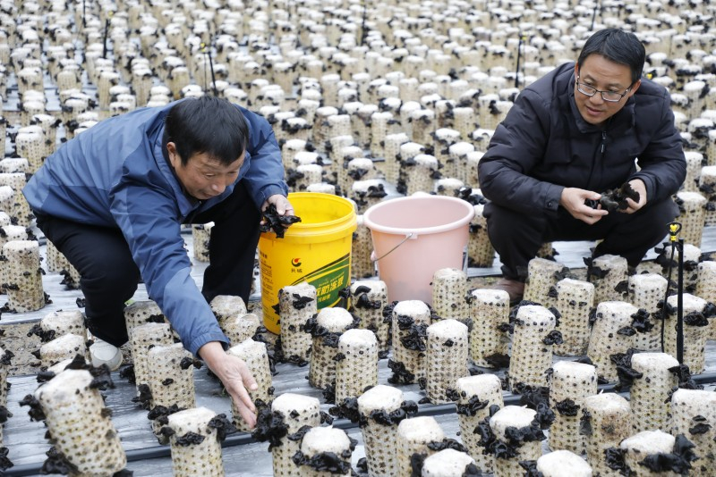 Hunan : la récolte abondante de champignons noirs