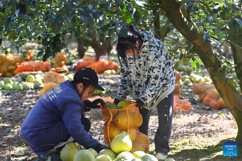 Guangxi : les pomelos entrent dans la période de récolte