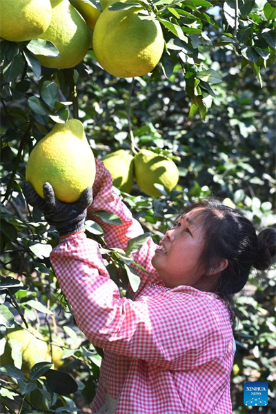 Guangxi : les pomelos entrent dans la période de récolte
