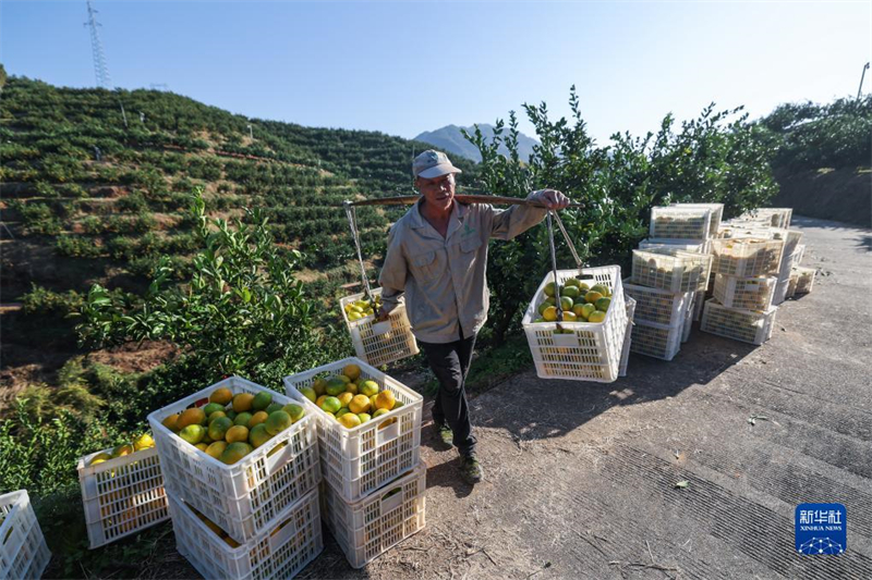 Zhejiang : les agrumes tracent une voie de prospérité commune