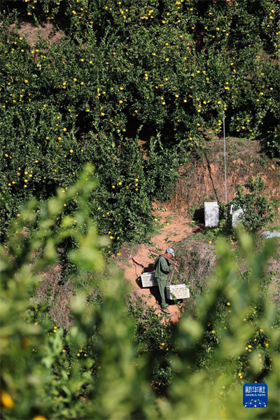 Zhejiang : les agrumes tracent une voie de prospérité commune