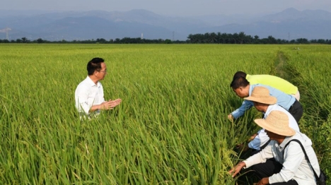 Une variété de riz résistante à la sécheresse permet de réduire les émissions de méthane