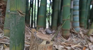 Le bambou, un outil important dans la lutte contre le réchauffement climatique