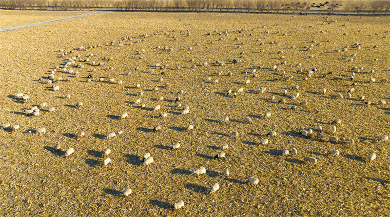 Gansu : l'affermage de la terre pour le pâturage de 200 000 têtes de bétail