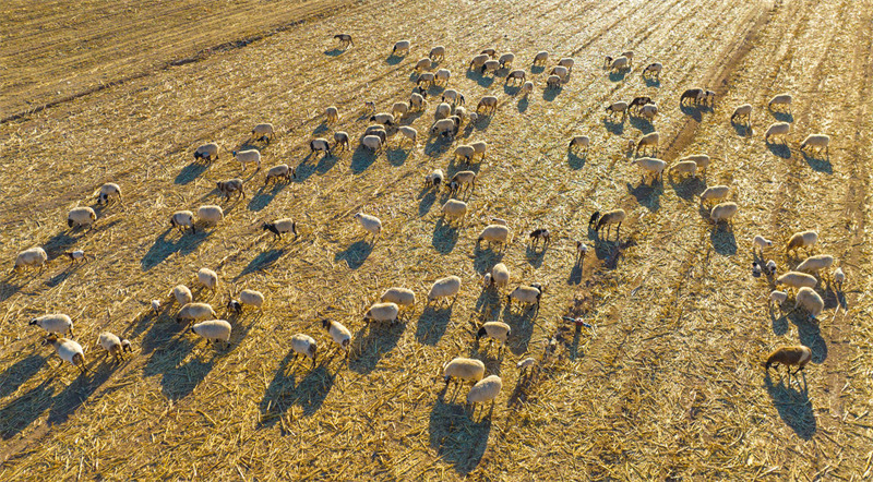 Gansu : l'affermage de la terre pour le pâturage de 200 000 têtes de bétail