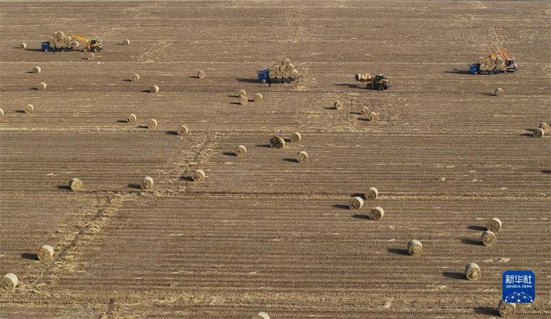 Hebei : le recyclage de la paille de riz contribue à la protection environnementale et à l'augmentation des revenus